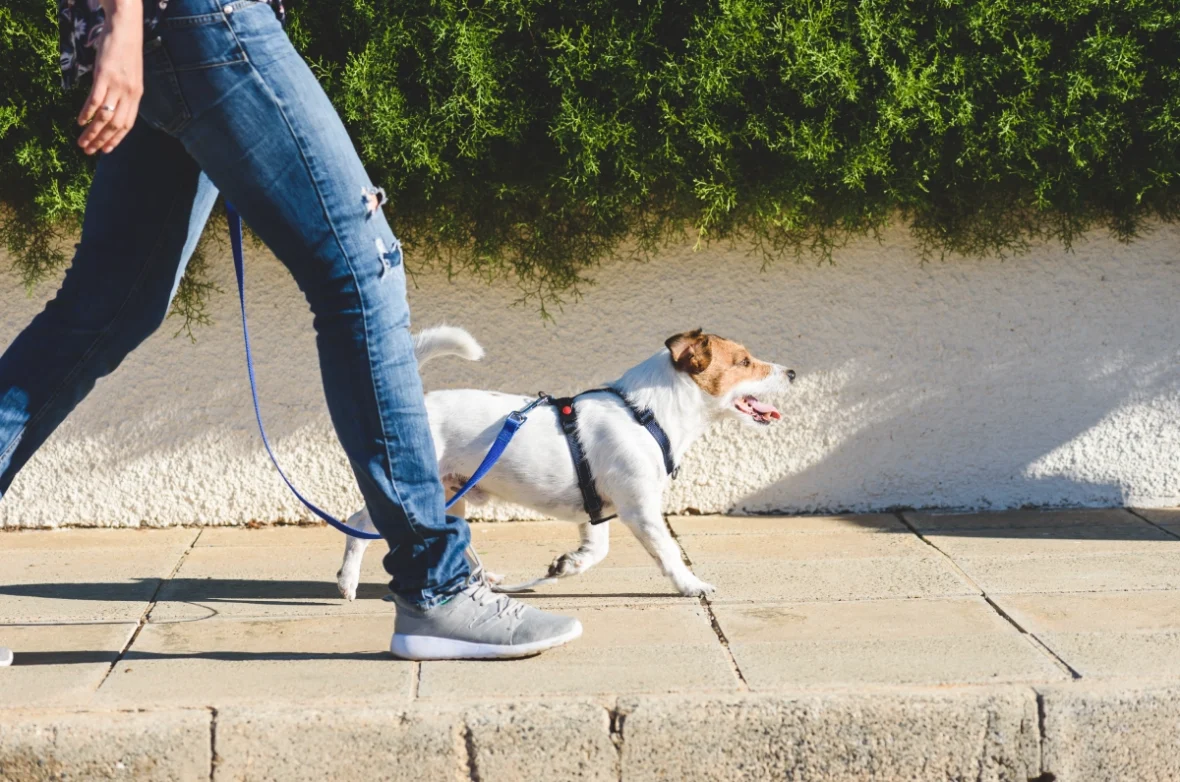 Person in jeans walking a small white and brown dog on a leash along a sidewalk.