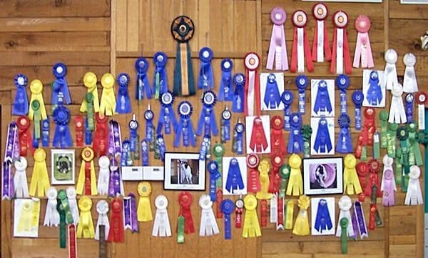 Wooden wall covered with colorful award ribbons