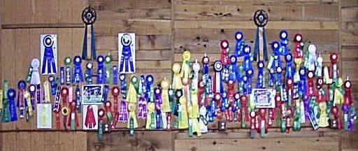 Colorful award ribbons displayed on wooden wall