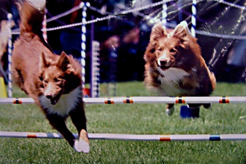 Two collies leaping over agility jumps