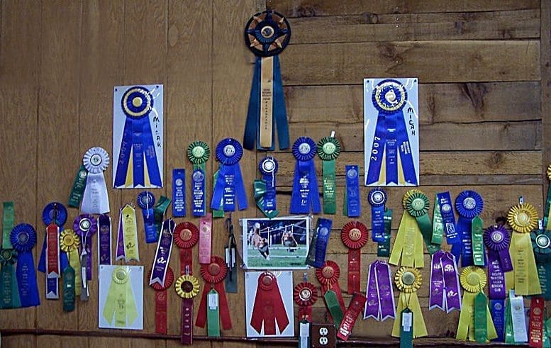 Colorful award ribbons arranged on wooden wall