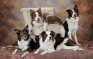 Four Border Collies posed around upholstered chair