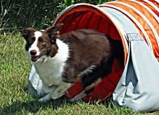 Brown and white dog emerging from agility tunnel