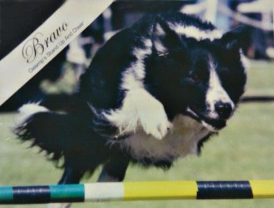 Black-and-white dog leaping over agility hurdle