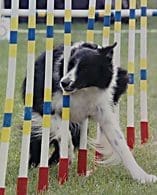 Black and white collie slaloming between poles