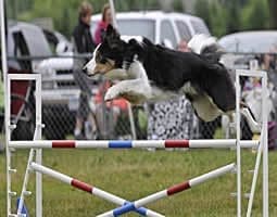 Border collie leaping over agility jump