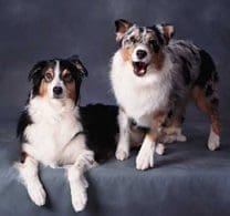 Two merle Australian Shepherds posing together