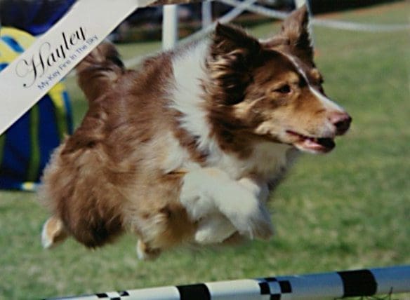Brown-and-white dog leaping over agility hurdle