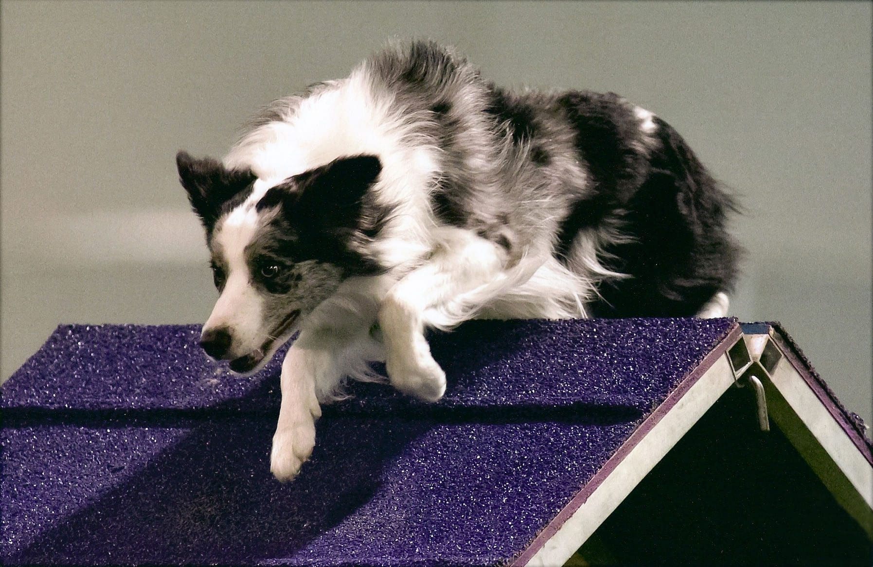 Border collie leaping from purple agility ramp