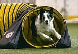 Border Collie running through agility tunnel