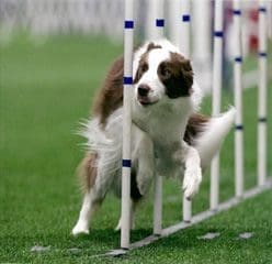 Brown and white border collie weaving poles