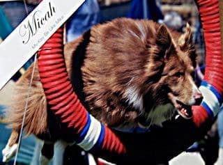 Long-haired dog jumping through red-and-blue hoop