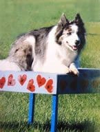 Border Collie on heart-decorated agility plank