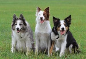 three smiling Border Collies in grassy field