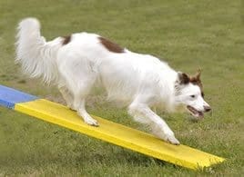 Long-haired white dog on yellow agility ramp