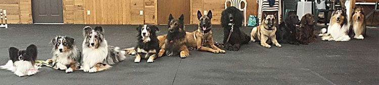 Group of dogs in obedience training class
