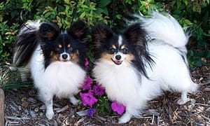 Pair of Papillon dogs by purple flowers